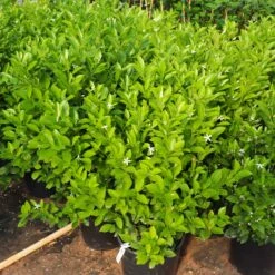 Calamondin Bush -Nature Garden Store Calamondin Bush 7
