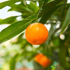 California Honey Mandarin Tree -Nature Garden Store California Mandarin 3