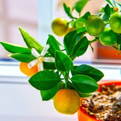 Calamondin Tree -Nature Garden Store Calomondin 5