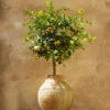 Calamondin Tree -Nature Garden Store Calomondin FGT 600x600 8e4bb22d aef4 4510 82ce b17f3afc6e09
