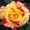 Camille Pissarro™ Rose -Nature Garden Store Camille Pissarro FGT 600x600 64440e4a 4339 4da2 b3b1 b793fad98cad
