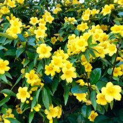 Carolina Jasmine -Nature Garden Store Carolina Jessamine Yellow Jasmine 1 FGT