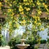 Carolina Jasmine -Nature Garden Store Carolina Jessamine Yellow Jasmine FGT 600x600 2df64fae 9c59 438a a269 396ce4c7b66d