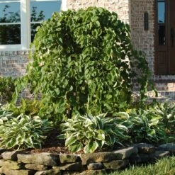 Nature Garden Store 46 Nature Garden Store -Nature Garden Store Cascading Hearts Redbud 1