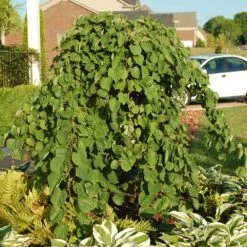 Cascading Hearts Redbud Tree -Nature Garden Store Cascading Hearts Redbud 2