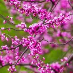 Cascading Hearts Redbud Tree -Nature Garden Store Cascading Hearts Redbud 3