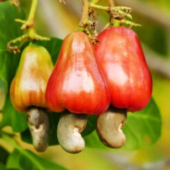 Cashew Tree -Nature Garden Store Cashew Nut Tree 7