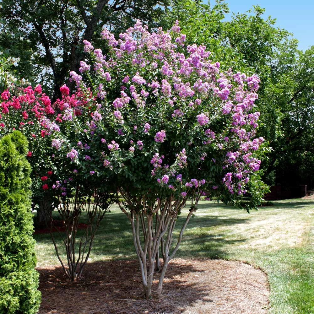 Catawba Crape Myrtle Tree 5 Catawba Crape Myrtle Tree - Image 3