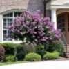 Catawba Crape Myrtle Tree -Nature Garden Store Catawba Crape Myrtle FGT 600x600 66b50869 8d4b 4805 a639 1cb85f8da0d9