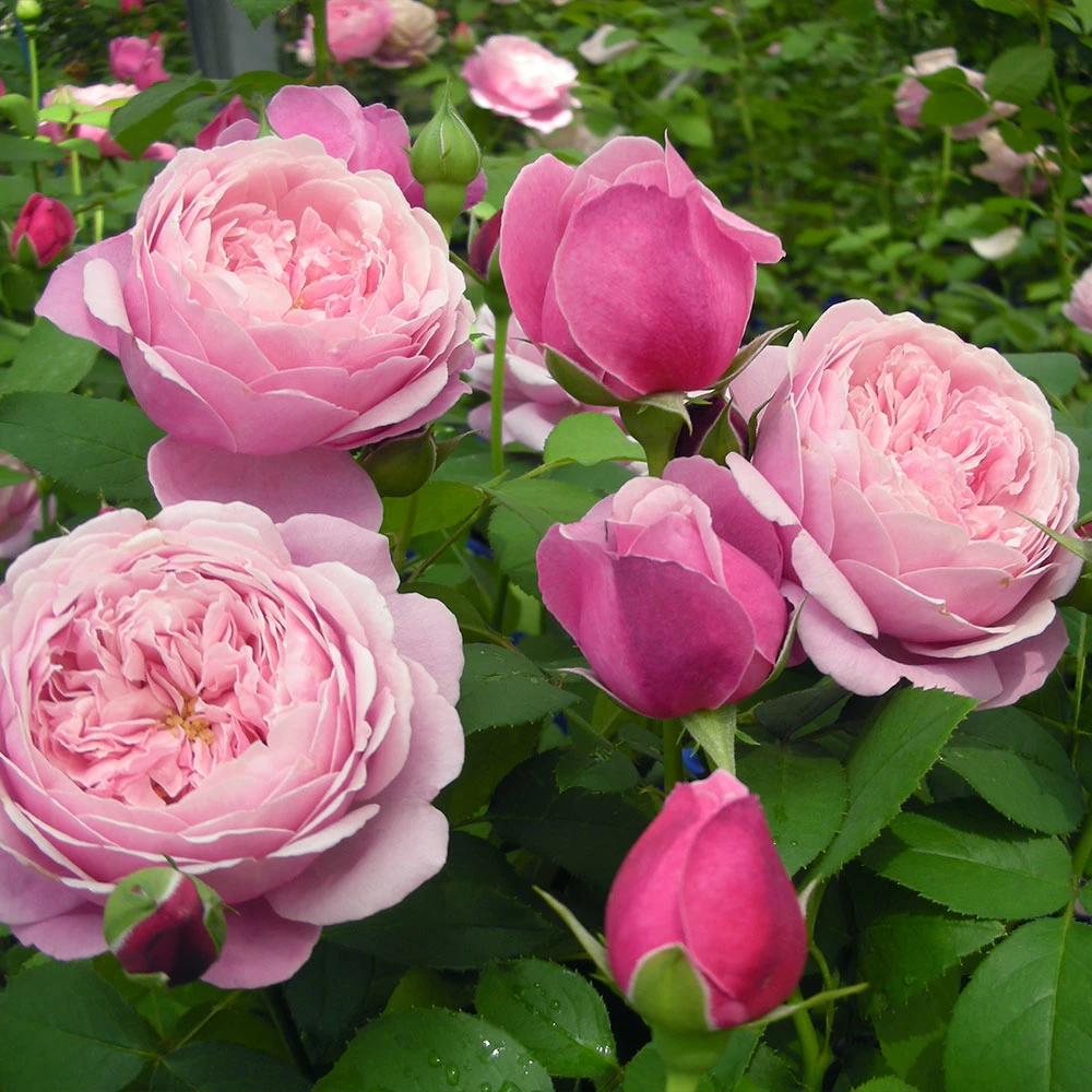 Nature Garden Store 52 Nature Garden Store -Nature Garden Store Cathedral Bells Rose Tree 1