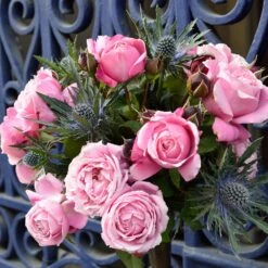 Cathedral Bells Rose -Nature Garden Store Cathedral Bells Rose Tree 2