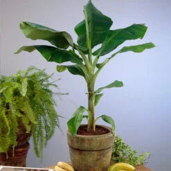 Smoothie Kit -Nature Garden Store Cavendish Banana 4 d5d43398 d2c2 4a90 8865 0f7abee58540