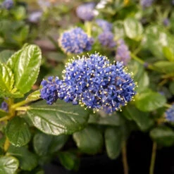 Yankee Point California Lilac 8 Yankee Point California Lilac -Nature Garden Store Ceanothus Yankee Point 1