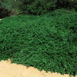 Yankee Point California Lilac 9 Yankee Point California Lilac -Nature Garden Store Ceanothus Yankee Point 5