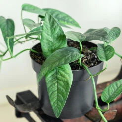 Cebu Blue Pothos -Nature Garden Store Cebu Blue Pothos 1