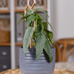 Cebu Blue Pothos -Nature Garden Store Cebu Blue Pothos 3