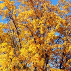 Chandler Walnut Tree 10 Chandler Walnut Tree -Nature Garden Store Chandler Walnut 1