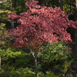 Cherokee Brave Dogwood -Nature Garden Store Cherokee Brave Dogwood 2