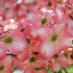 Cherokee Brave Dogwood -Nature Garden Store Cherokee Brave Dogwood 3 FGT