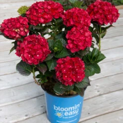 Cherry-Go-Round™ Hydrangea -Nature Garden Store Cherry Go Round Hydrangea 1
