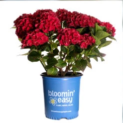 Cherry-Go-Round™ Hydrangea -Nature Garden Store Cherry Go Round Hydrangea 3