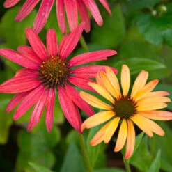 Cheyenne Spirit Echinacea (Coneflower) -Nature Garden Store Cheyenne SPirit Coneflower 4