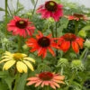 Cheyenne Spirit Echinacea (Coneflower) -Nature Garden Store Cheyenne SPirit Coneflower FGT 600x600 4979c64a 4fbe 4583 acae 047be515583b