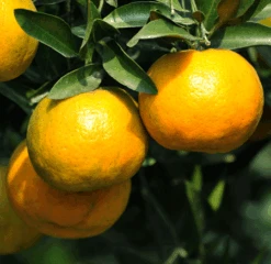 Chinotto Sour Orange Tree -Nature Garden Store Chinotto Sour Orange Tree 450 D1