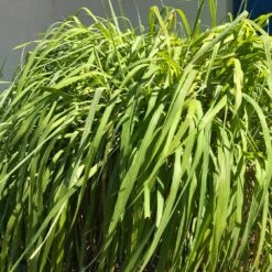 Citronella Grass (Cymbopogon Nardus) -Nature Garden Store Citronella GRass 4 FGT