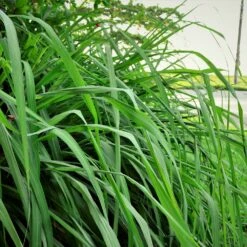 Citronella Grass (Cymbopogon Nardus) -Nature Garden Store Citronella GRass 5