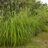 Citronella Grass (Cymbopogon Nardus) -Nature Garden Store Citronella GRass FGT 600x600 b10313b7 b834 4295 9524 780e9024abec