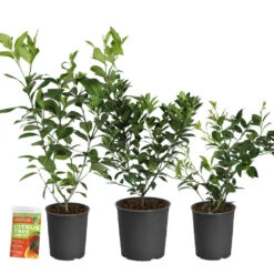 All-in-One Citrus Starter Kit 7 All-in-One Citrus Starter Kit -Nature Garden Store Citrus Starter Kit 2