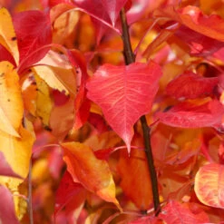 Cleveland Pear Tree 12 Cleveland Pear Tree -Nature Garden Store Cleveland Pear 9 FGT