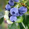 Climax Blueberry -Nature Garden Store Climax Blueberry 600x600 7714f4df f6bc 419c 8100 ff1766e63362