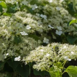 Climbing Hydrangea 7 Climbing Hydrangea -Nature Garden Store Climbing Hydrangea 2