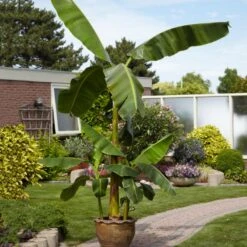 Cold Hardy Banana Tree 13 Cold Hardy Banana Tree -Nature Garden Store Cold Hardy Banana Tree 1