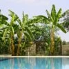 Cold Hardy Banana Tree -Nature Garden Store Cold Hardy Banana Tree FGT 600x600 2d27ad16 d574 4d6a 8669 7a29af9ca83c