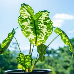 Colocasia 'Hilo Beauty' -Nature Garden Store Colocasia Hilo beauty 1