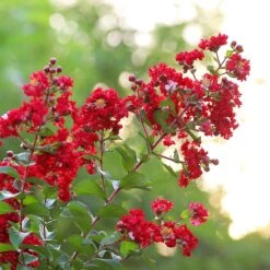 Colorama™ Scarlet Crape Myrtle Tree -Nature Garden Store Colorama Scarlet Crape Myrtle 2