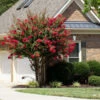 Colorama™ Scarlet Crape Myrtle Tree 1 Colorama™ Scarlet Crape Myrtle Tree -Nature Garden Store Colorama Scarlet Crape Myrtle 600x600 afbc3937 6cc8 417b aeb9 6db3e639e351