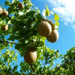 Comice Pear Tree -Nature Garden Store Comice Pear 4 FGT 6ddd185e 0290 4011 8ba5 2134152f5e67