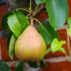 Comice Pear Tree 1 Comice Pear Tree -Nature Garden Store Comice Pear FGT 600x600 60b83431 5172 4869 a985 6d5b77fbab58