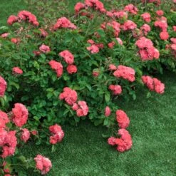 Coral Drift® Rose -Nature Garden Store Coral Drift Rose 2 FGT