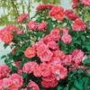 Coral Drift® Rose -Nature Garden Store Coral Drift Rose FGT 600x600 7aa61bda abb9 40dd 8f10 9dd3d5869106