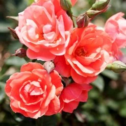 Coral Knock Out® Rose Shrub -Nature Garden Store Coral Knockout Rose 1 FGT
