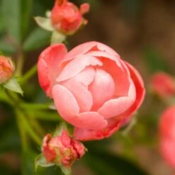 Coral Knock Out® Rose Shrub -Nature Garden Store Coral Knockout Rose 2 FGT