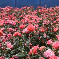 Coral Knock Out® Rose Shrub -Nature Garden Store Coral Knockout Rose 3 FGT