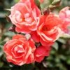 Coral Knock Out® Rose Shrub 1 Coral Knock Out® Rose Shrub -Nature Garden Store Coral Knockout Rose FGT 600x600 648fed75 c4bc 4987 93a6 de7b93aadabc