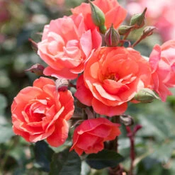 Coral Knock Out® Rose Tree 7 Coral Knock Out® Rose Tree -Nature Garden Store Coral Knockout Rose Tree 1