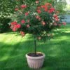 Coral Knock Out® Rose Tree -Nature Garden Store Coral Knockout Rose Tree 600x600 05e0cc69 e956 4022 80fb c98c8cc707a2